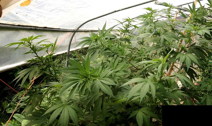 Growreport Bild 3