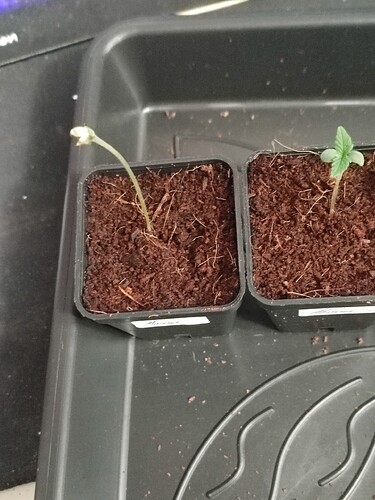 Growreport Bild 13