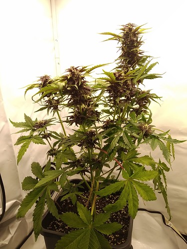 Growreport Bild 6