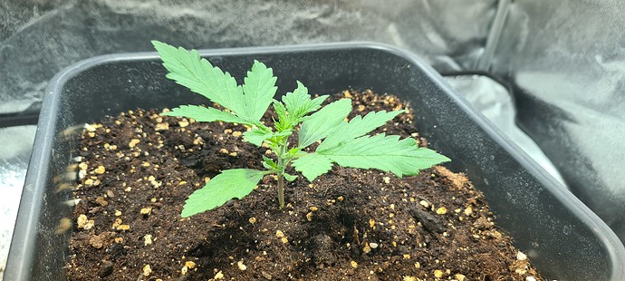 Growreport Bild 13