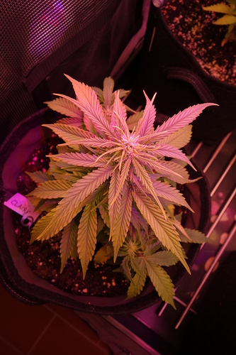 Growreport Bild 34