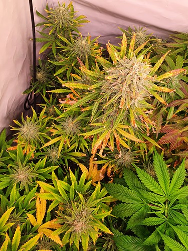 Growreport Bild 14