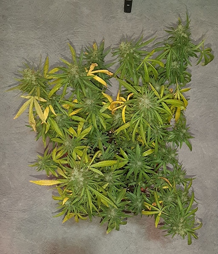 Growreport Bild 2