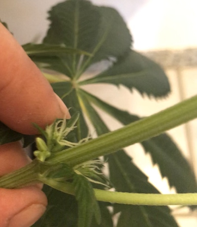 Growreport Bild 1