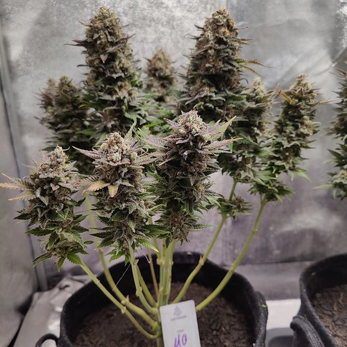 Growreport Bild 34