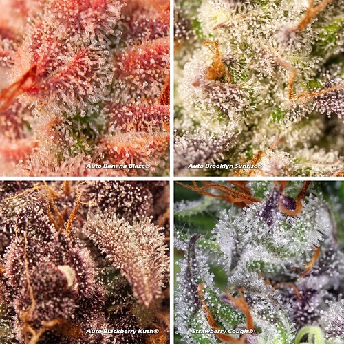 Cannabis-trichomes-colours(1)