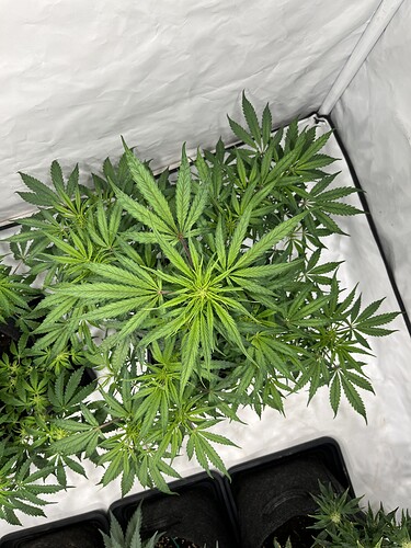 Growreport Bild 20