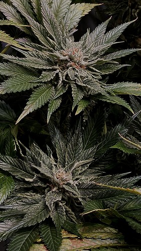 Growreport Bild 2