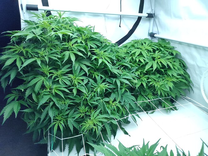 Growreport Bild 10