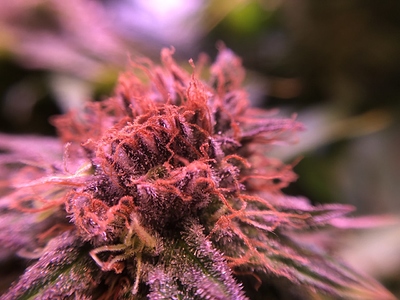 Growreport Bild 47