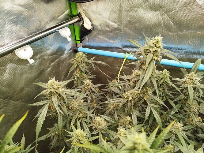 Growreport Bild 1
