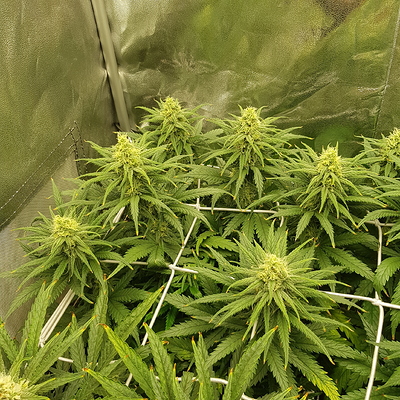 Growreport Bild 12