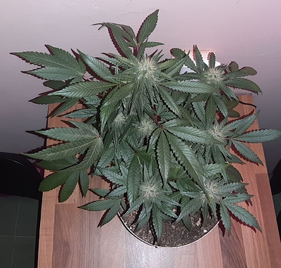 Growreport Bild 8