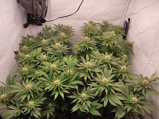 Growreport Bild 1