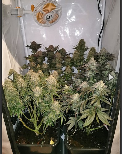 Growreport Bild 5