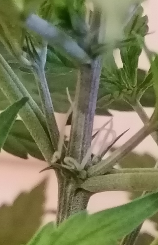 Growreport Bild 6