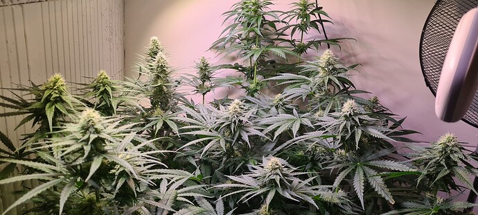 Growreport Bild 3