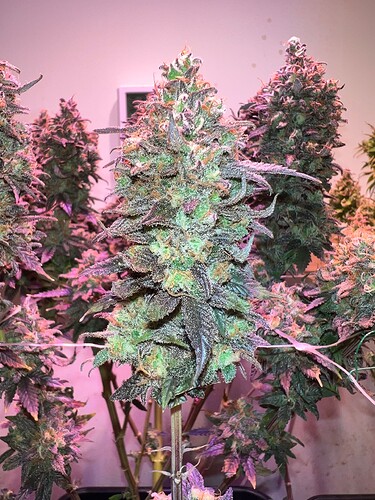 Growreport Bild 4