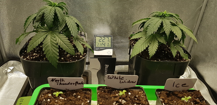 Growreport Bild 5