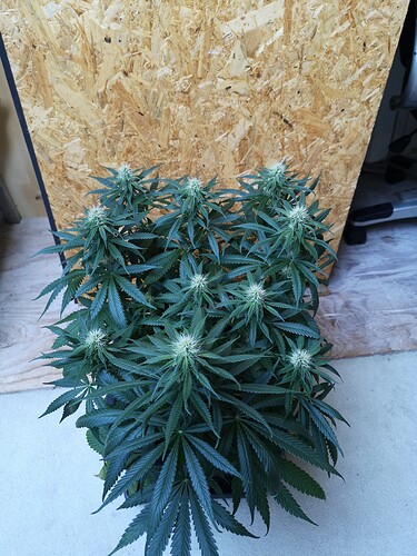 Growreport Bild 1