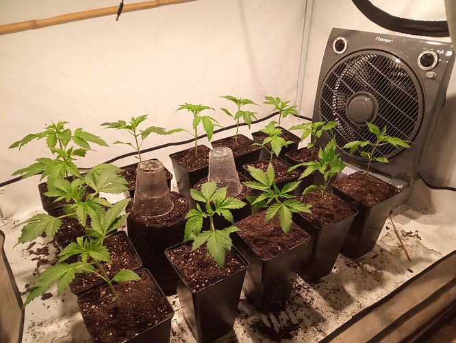Growreport Bild 26