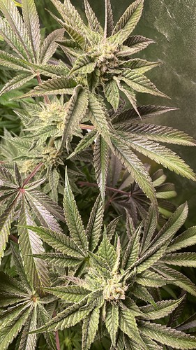 Growreport Bild 13