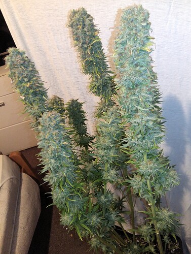 Growreport Bild 11