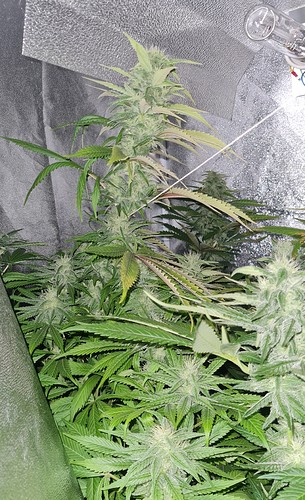 Growreport Bild 11