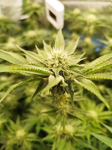 Growreport Bild 13