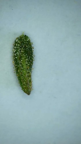 Growreport Bild 5