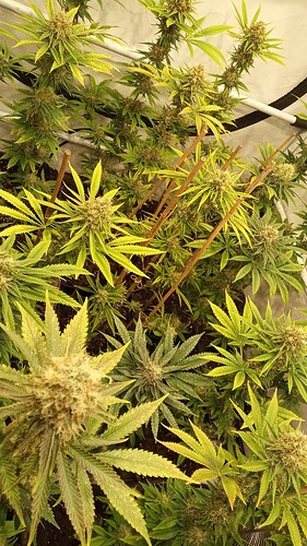 Growreport Bild 11