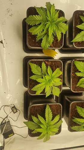 Growreport Bild 8