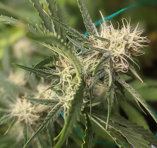 Growreport Bild 2