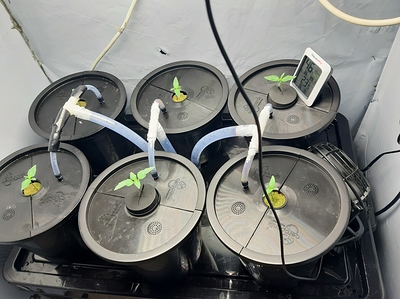 Growreport Bild 1