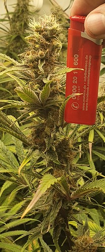 Growreport Bild 5