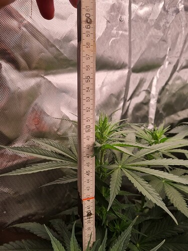 Growreport Bild 6