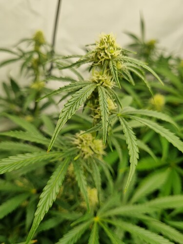 Growreport Bild 7