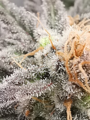Growreport Bild 37