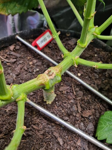 Growreport Bild 21