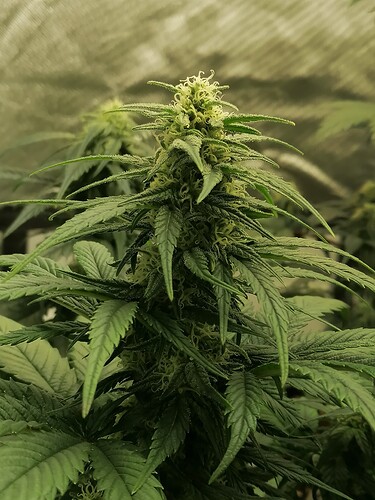 Growreport Bild 7