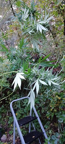 Growreport Bild 3
