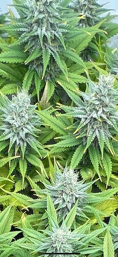 Growreport Bild 4