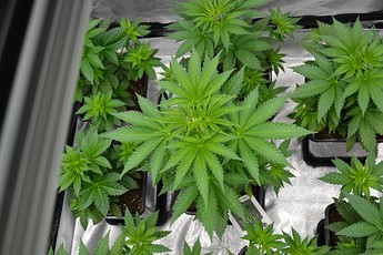 Growreport Bild 4