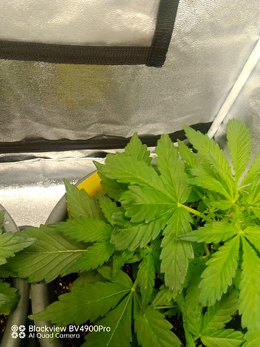 Growreport Bild 13