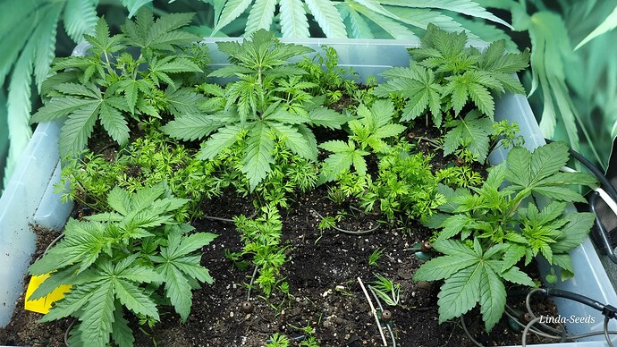 Growreport Bild 14