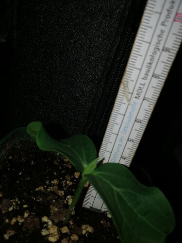 Growreport Bild 99