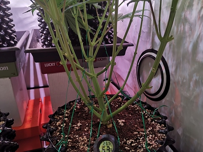 Growreport Bild 9