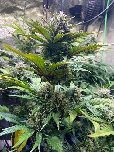 Growreport Bild 1