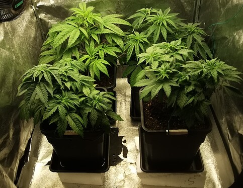 Growreport Bild 7