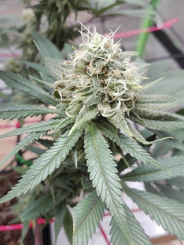 Growreport Bild 11